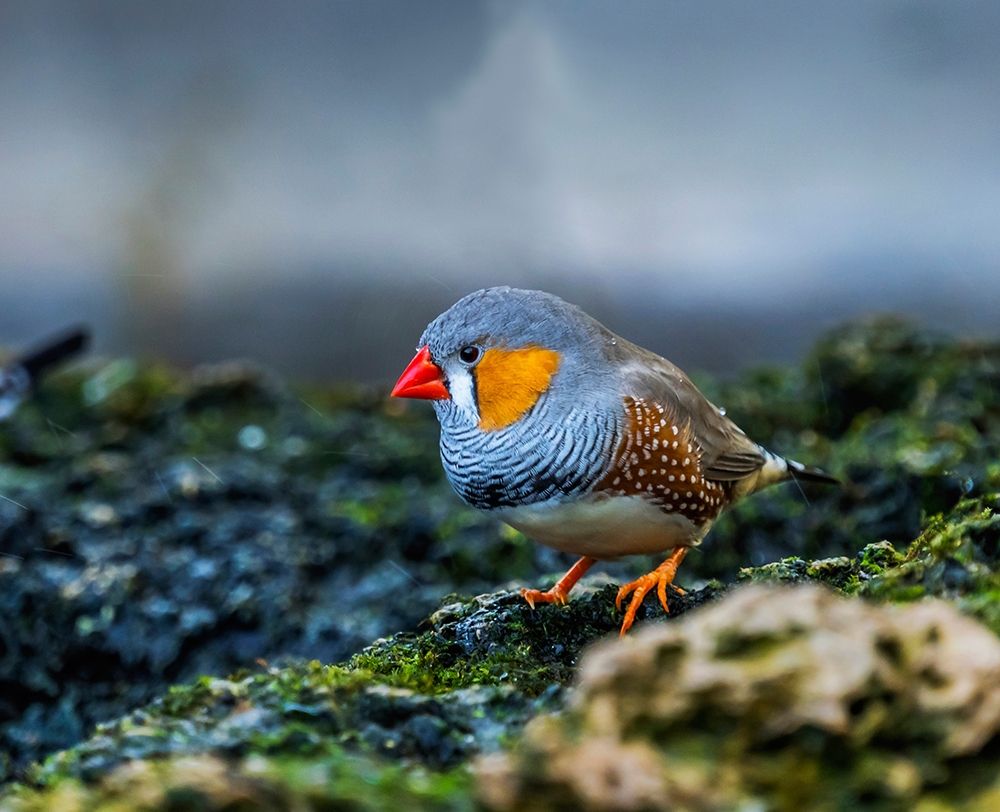Orange-cheeked Waxbill Close-Up Originated Western Africa